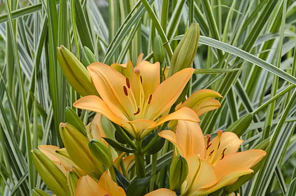 534046 - Lily (Lilium)