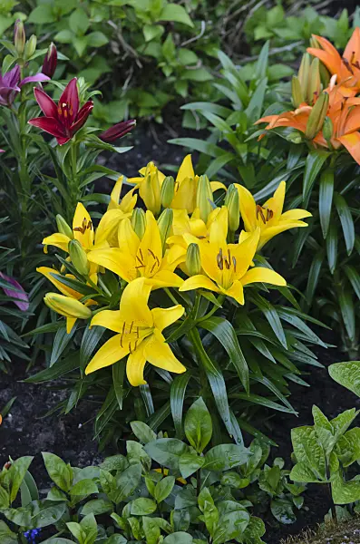 543079 - Lily (Lilium)