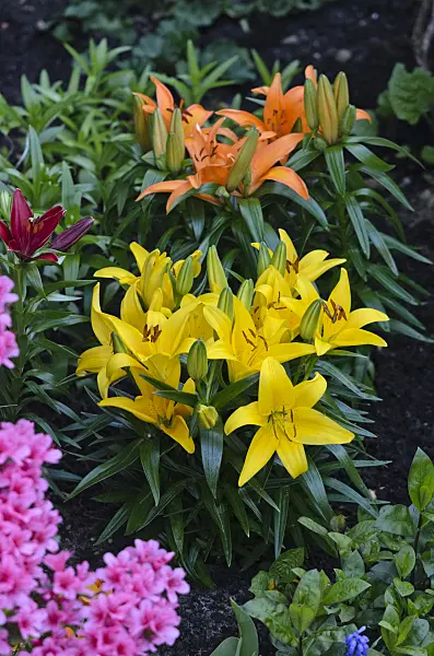 543080 - Lily (Lilium)