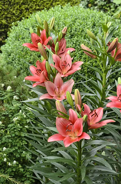 545130 - Lily (Lilium)