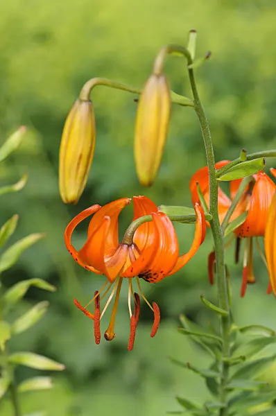 473232 - Lily (Lilium amabile)