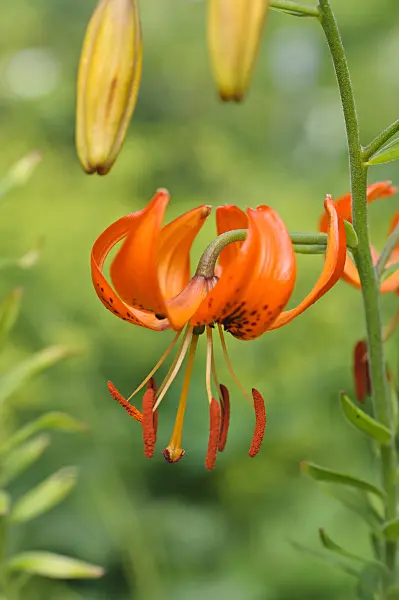 473233 - Lily (Lilium amabile)