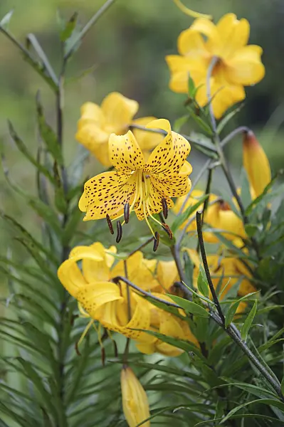 526111 - Lily (Lilium auratum 'Citronella')