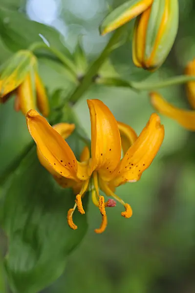 473047 - Lily (Lilium hansonii)
