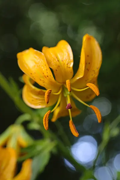473048 - Lily (Lilium hansonii)