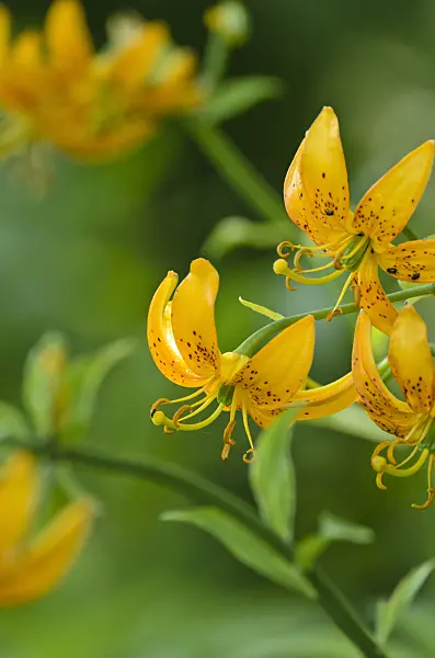 497095 - Lily (Lilium hansonii)