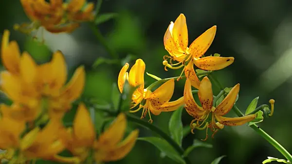 497130 - Lily (Lilium hansonii)