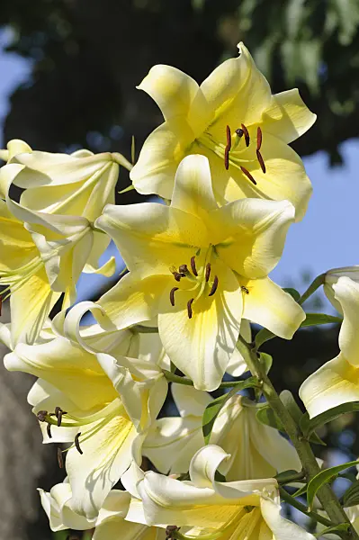 474419 - Lily (Lilium hybr.)