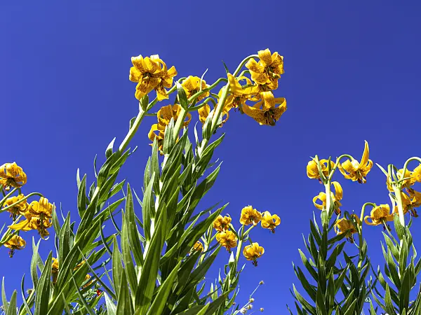 439348 - Lily (Lilium jankae)