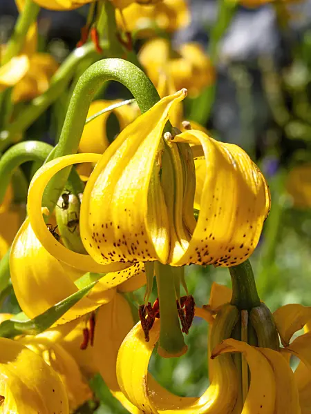 439349 - Lily (Lilium jankae)