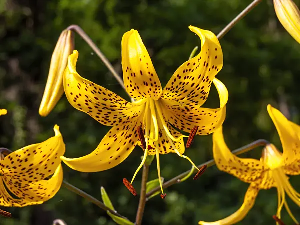 439370 - Lily (Lilium leichtlinii)