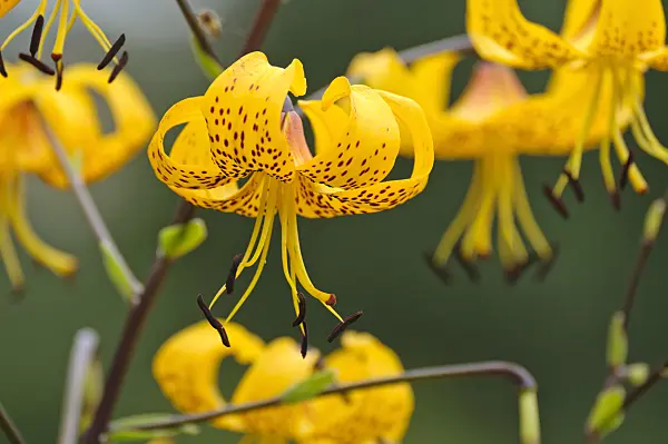 474262 - Lily (Lilium leichtlinii)
