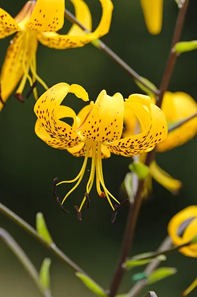 474263 - Lily (Lilium leichtlinii)