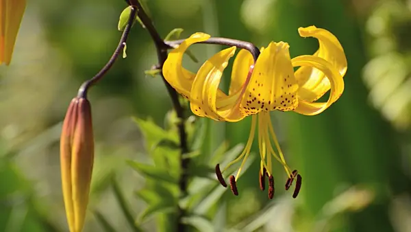 498176 - Lily (Lilium leichtlinii)