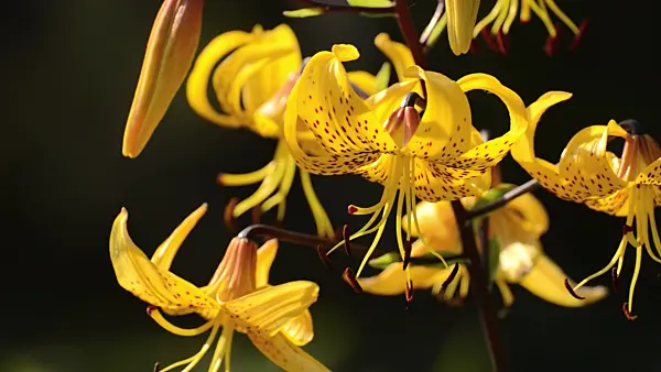 498177 - Lily (Lilium leichtlinii)
