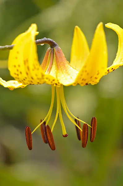 534385 - Lily (Lilium leichtlinii)
