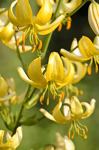 521156 - Lily (Lilium Mrs. R.O. Backhouse)