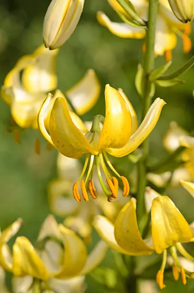 521157 - Lily (Lilium Mrs. R.O. Backhouse)