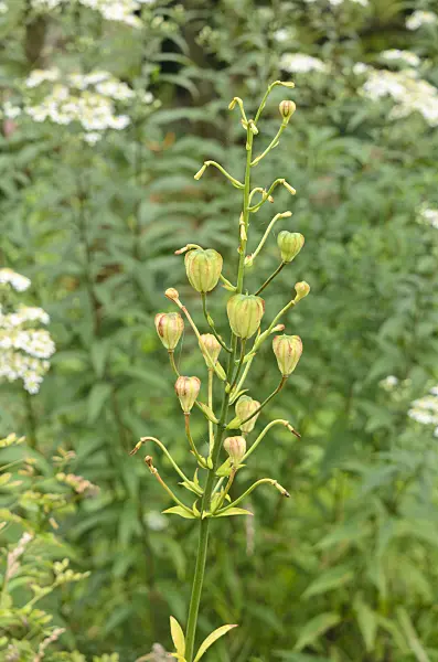 535086 - Lily (Lilium Mrs. R.O. Backhouse)