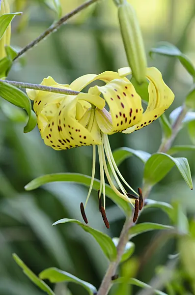 534125 - Lily (Lilium Mystic Sunshine)