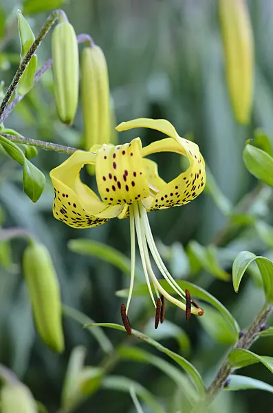 534126 - Lily (Lilium Mystic Sunshine)