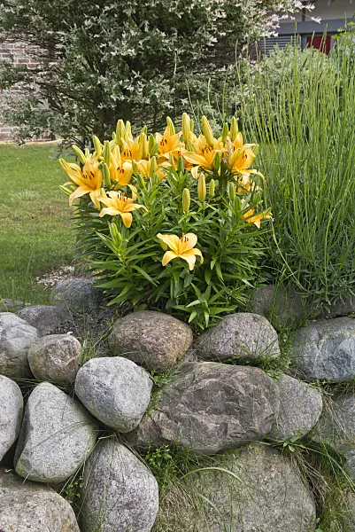 534234 - Lily (Lilium) on a stone wall
