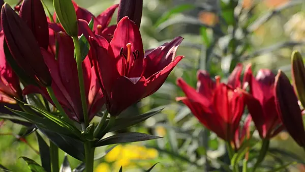 498178 - Lily (Lilium Paintball)