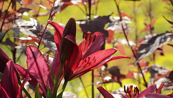 510005 - Lily (Lilium Paintball)