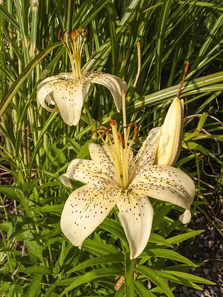 403049 - Lily (Lilium Schneespuren)