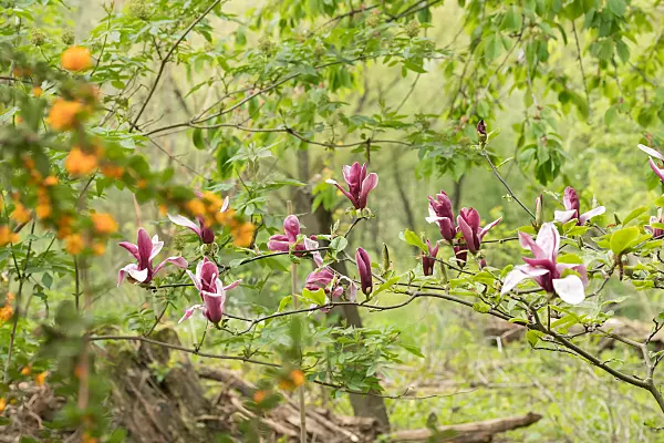 675195 - Lily magnolia (Magnolia liliiflora)