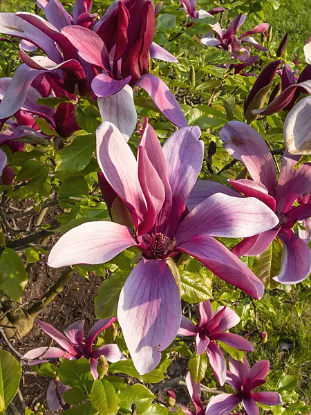 412066 - Lily magnolia (Magnolia liliiflora 'Nigra')