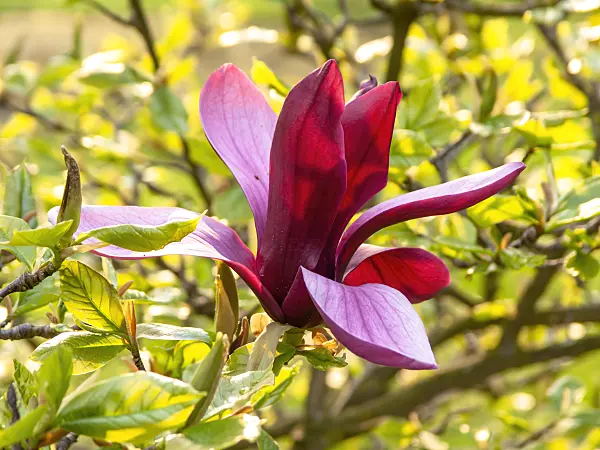 437192 - Lily magnolia (Magnolia liliiflora 'Nigra')