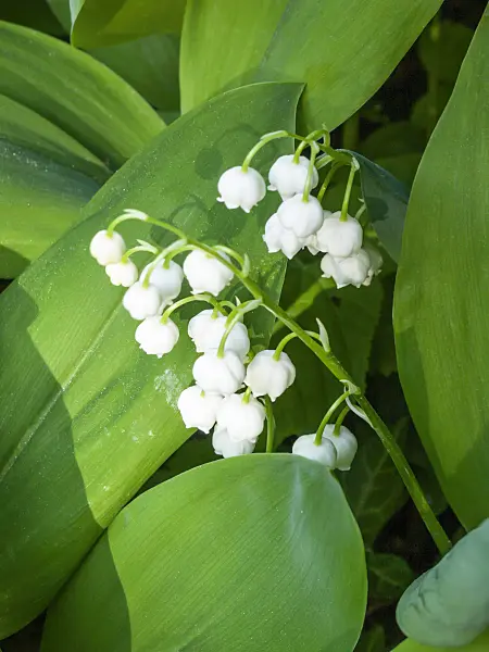 401206 - Lily of the valley (Convallaria majalis)