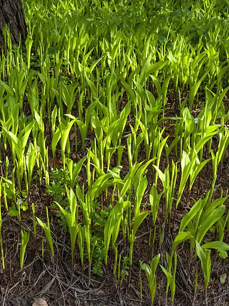 459013 - Lily of the valley (Convallaria majalis)