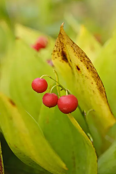 476246 - Lily of the valley (Convallaria majalis)
