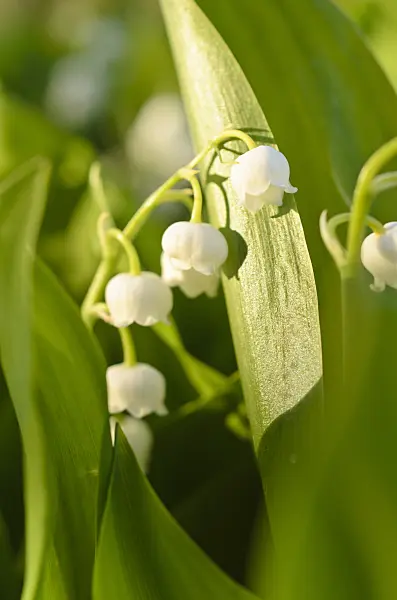 496038 - Lily of the valley (Convallaria majalis)