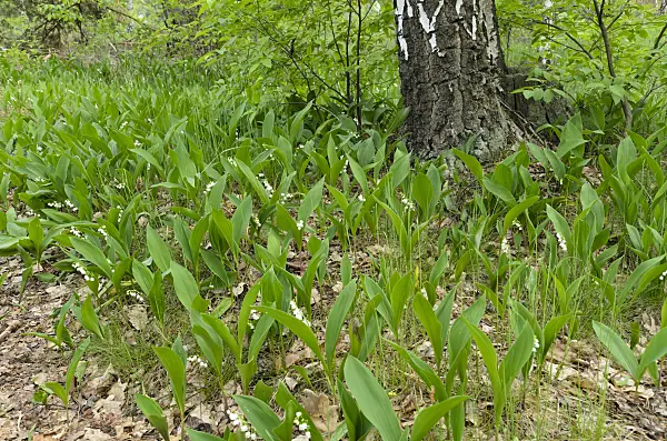 496158 - Lily of the valley (Convallaria majalis)