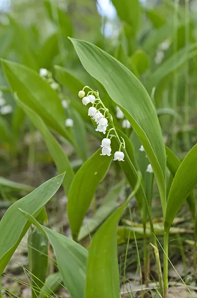 496159 - Lily of the valley (Convallaria majalis)