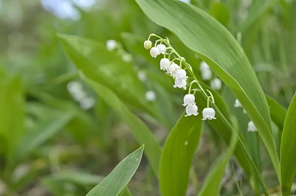 496160 - Lily of the valley (Convallaria majalis)
