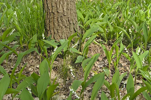 496162 - Lily of the valley (Convallaria majalis)