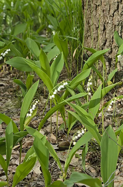 496163 - Lily of the valley (Convallaria majalis)