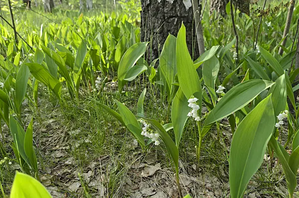 496164 - Lily of the valley (Convallaria majalis)