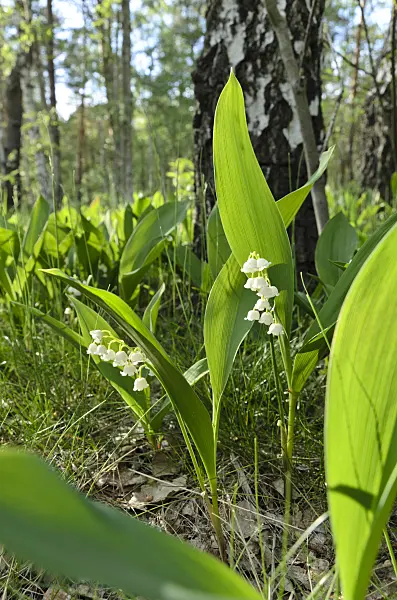 496165 - Lily of the valley (Convallaria majalis)