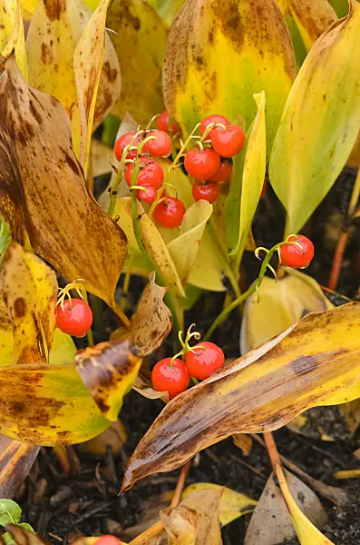 549118 - Lily of the valley (Convallaria majalis)