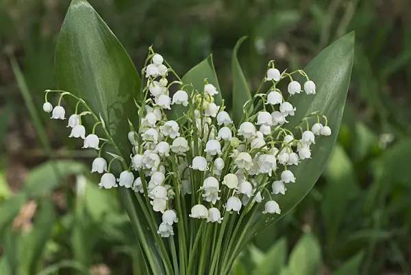 556150 - Lily of the valley (Convallaria majalis)