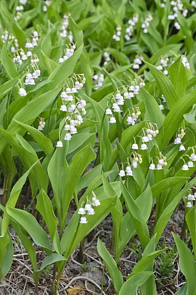 471349 - Lily of the valley (Convallaria majalis 'Rosea')