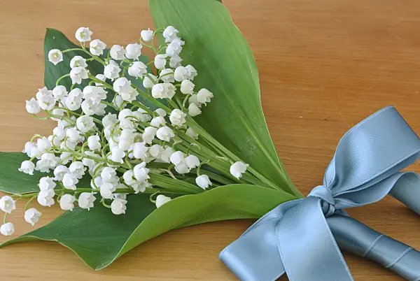481020 - Lily of the valley (Convallaria majalis) with turquoise ribbon