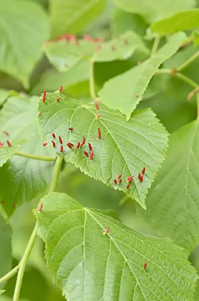 544084 - Lime (Tilia) and linden gall mite (Eriophyes tiliae)