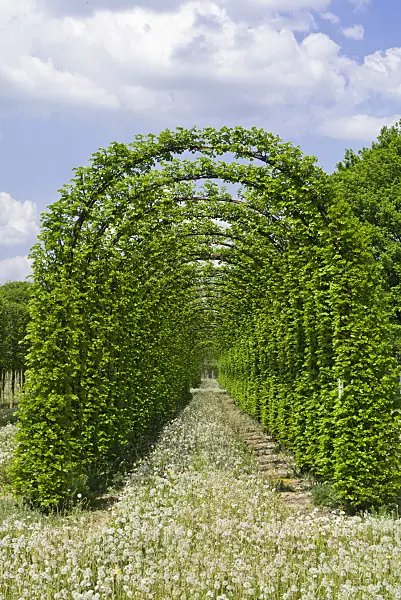 556112 - Limes (Tilia)