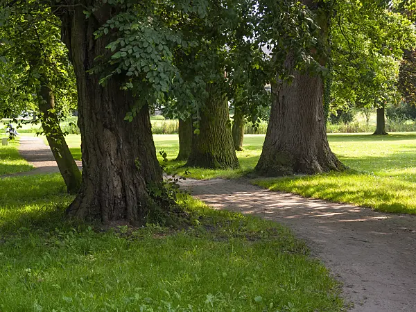 415069 - Limes (Tilia) and beeches (Fagus) in an old park